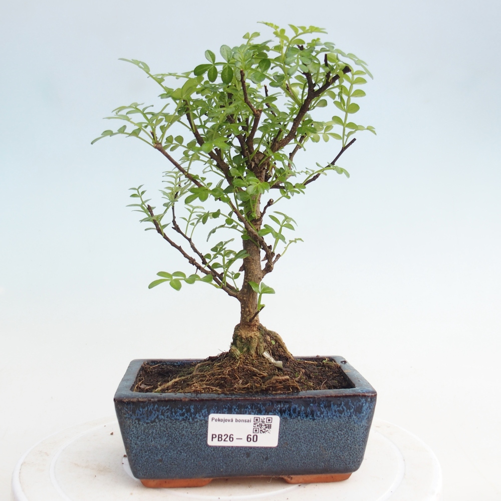 Room bonsai - Zantoxylum piperitum - pepper tree