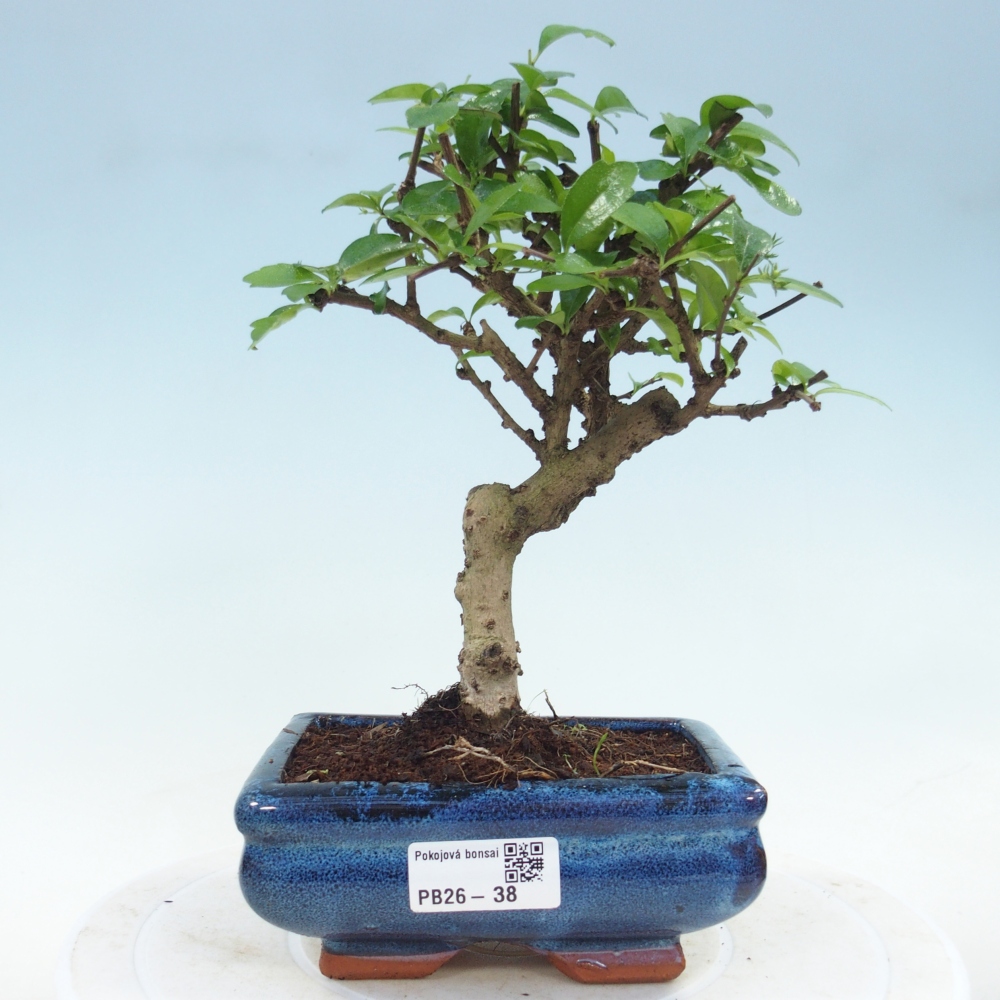 Room bonsai - Carmona macrophylla - Tea fuki