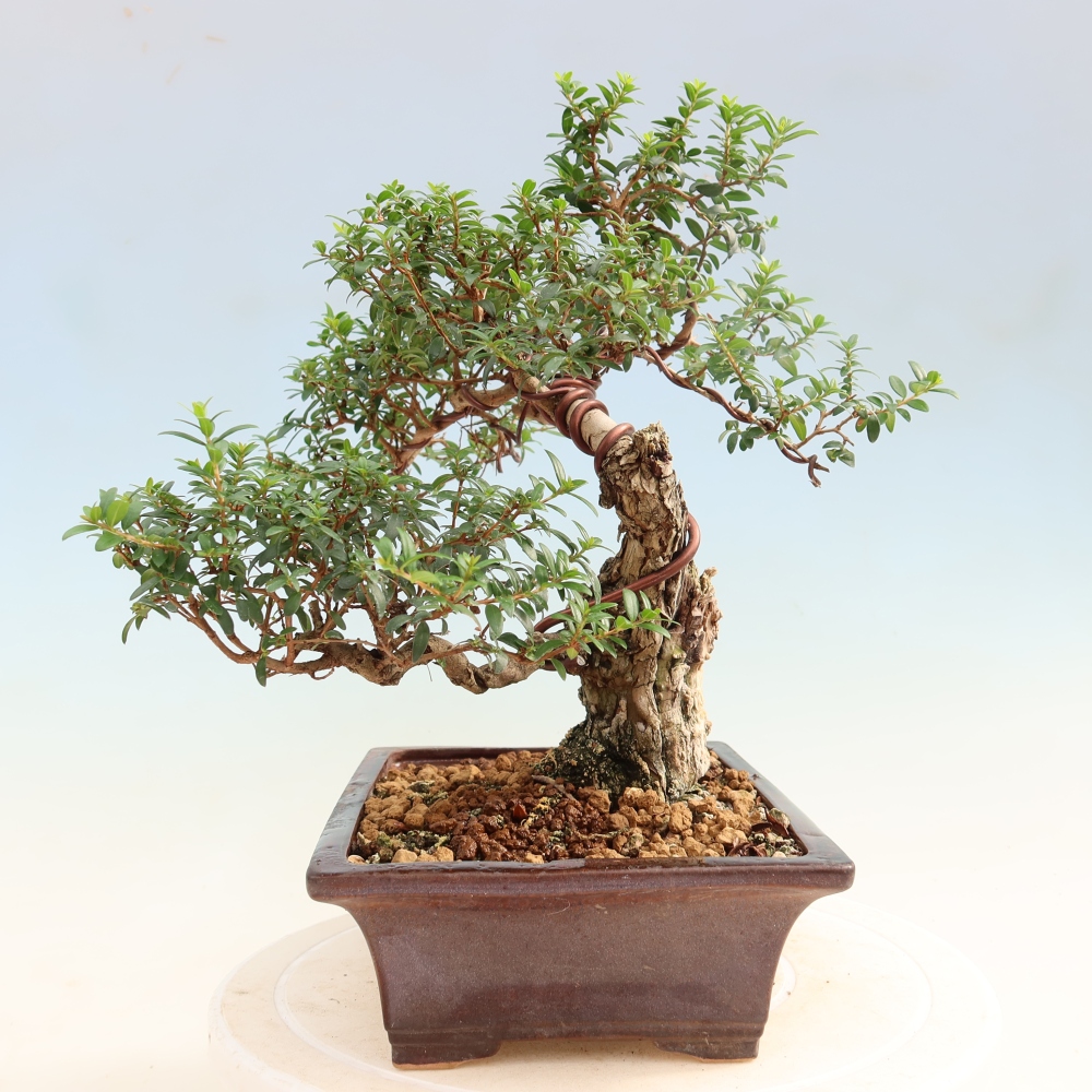 Indoor Bonsai - Myrtus communis - Common Myrtle