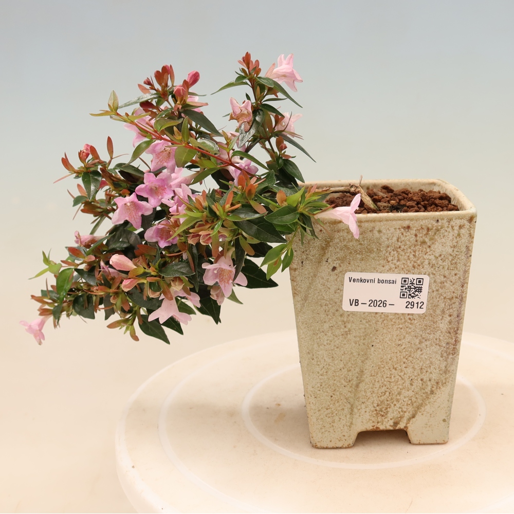 Outdoor Bonsai - Abelia Edward Goucher - Large-flowered Abelia