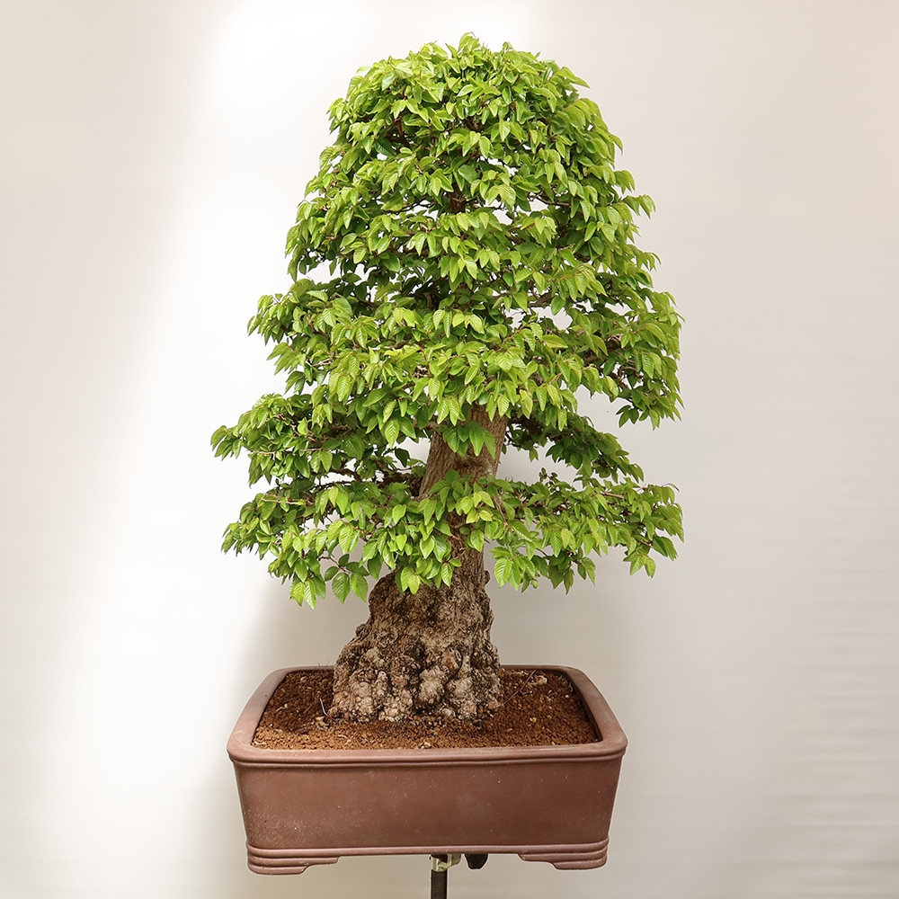 Outdoor bonsai - Carpinus Coreana - Korean hornbeam