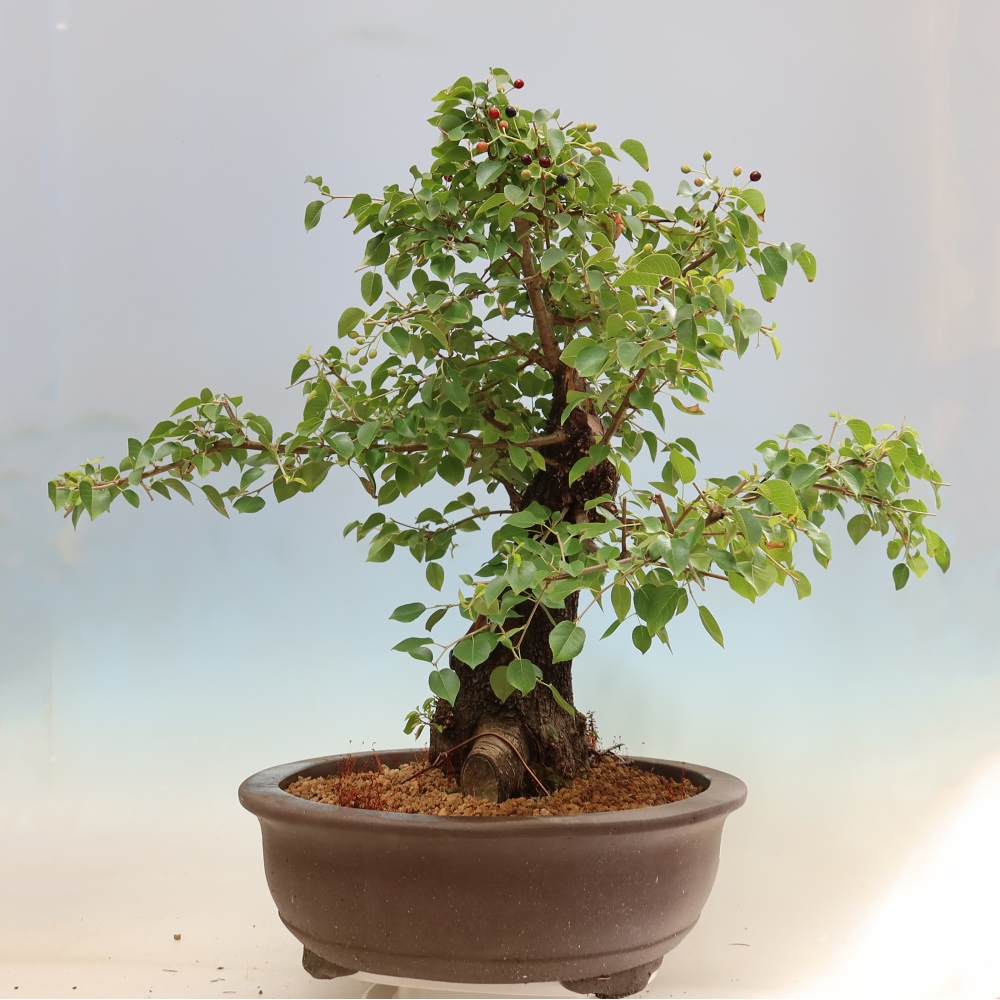 Outdoor Bonsai - Mahaleb - Prunus mahaleb