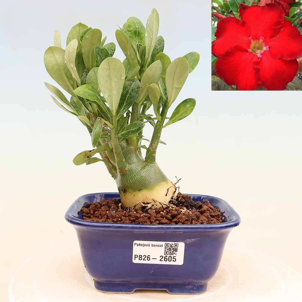 Indoor Bonsai - Adenium obesum Red Star - Desert Rose