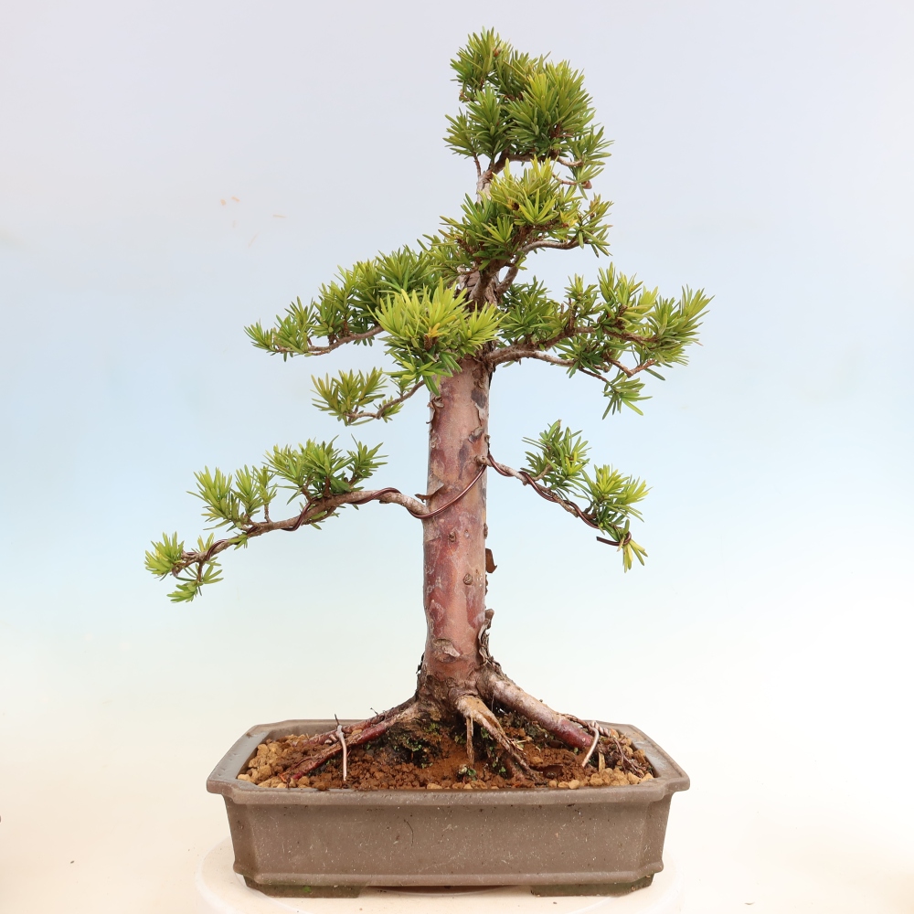 Outdoor Bonsai - Taxus cuspidata  - Japanese Yew