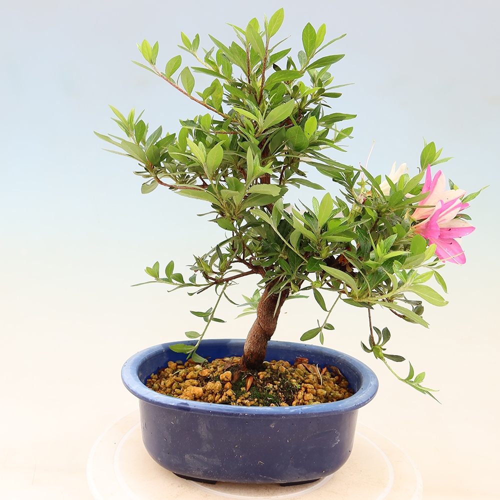 Outdoor bonsai - Japanese Azalea - Azalea Hand