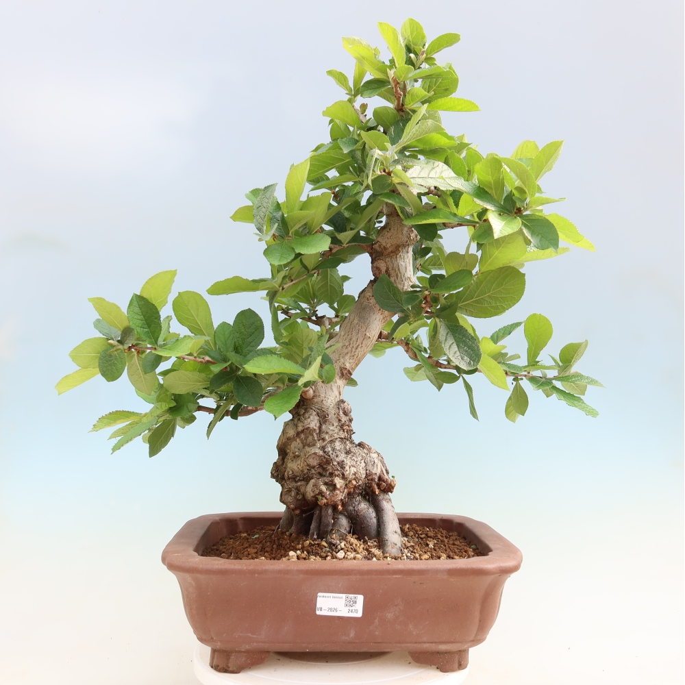 Outdoor Bonsai - Hairy Photinia - Photinia villosa