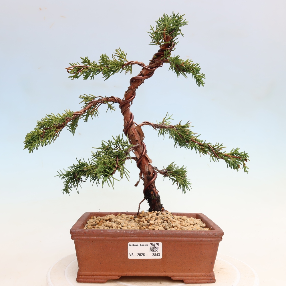 Outdoor bonsai - Juniperus chinensis Kishu