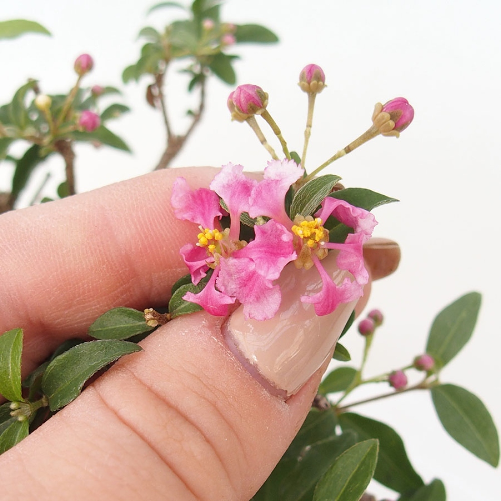 Indoor Bonsai - Barbados Cherry (Malpighia glabra) 
