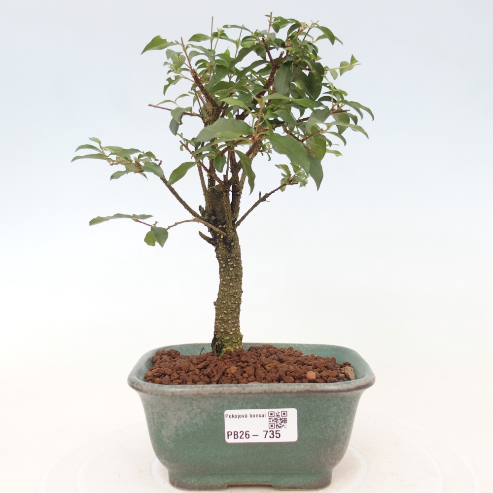 Room bonsai - Malpighia coccigera- Barbdor Cherry
