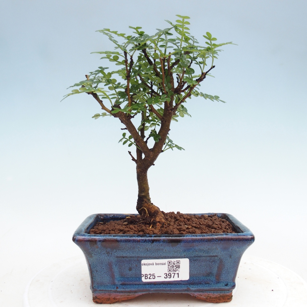 Room bonsai - Zantoxylum piperitum - pepper tree