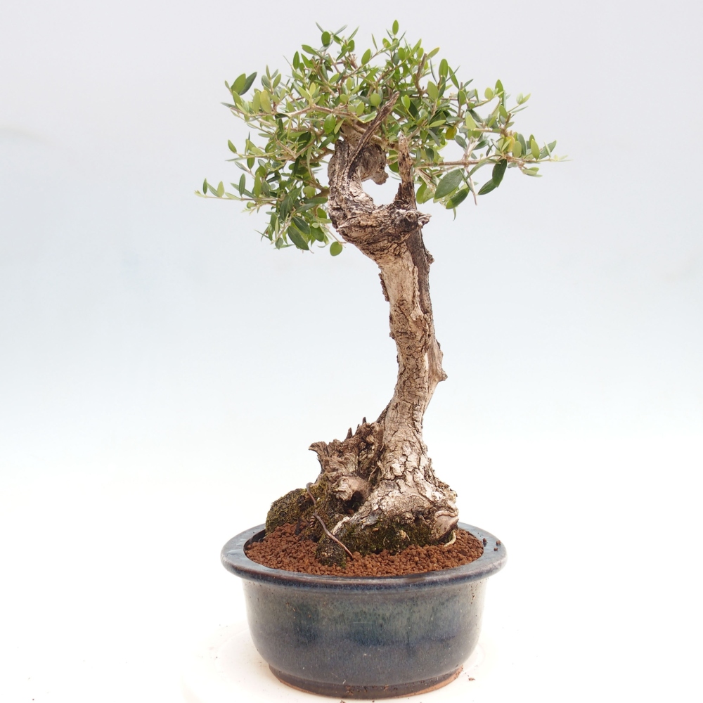 Indoor bonsai - Olea europaea sylvestris - European small-leaved olive oil