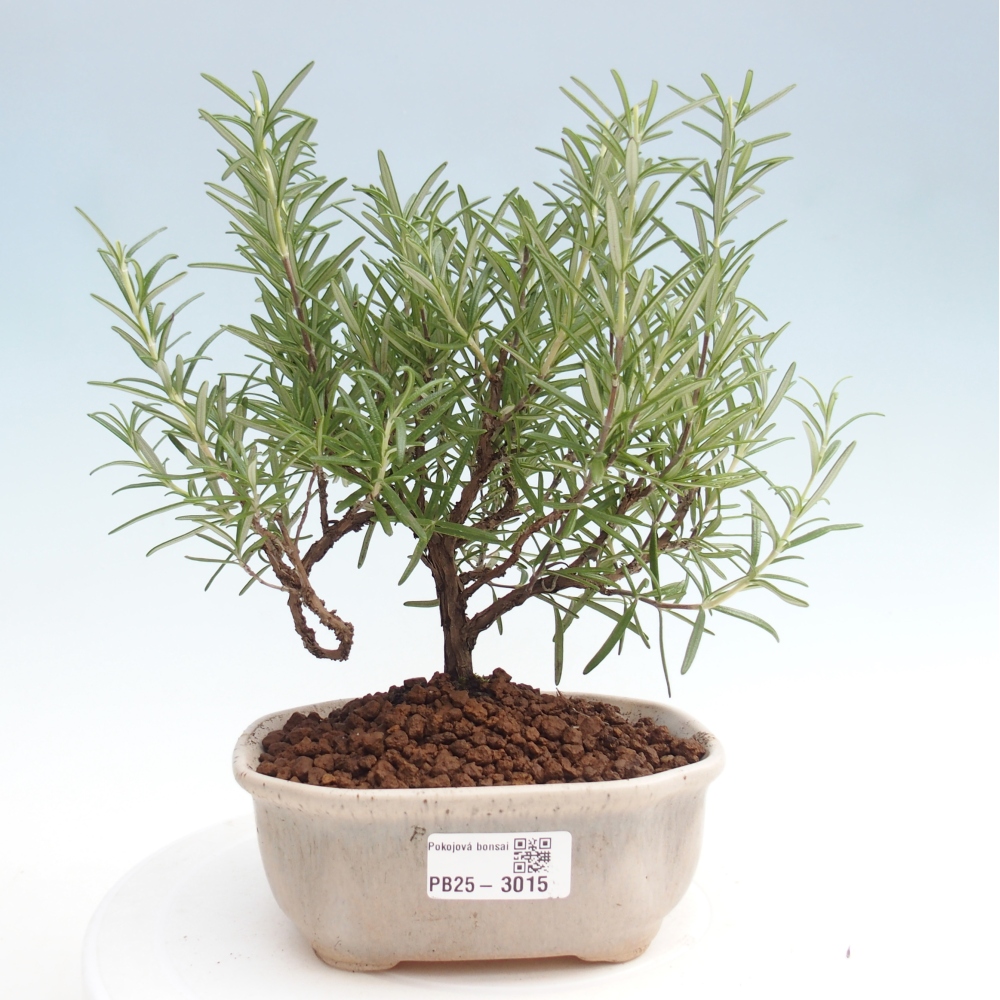 Indoor bonsai - Rosemary-Rosmarinus officinalis