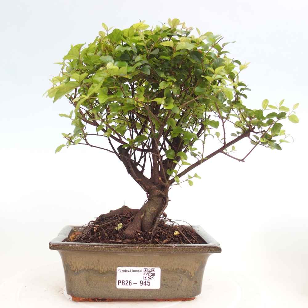 Room bonsai - Sageretia thea - Sageretia thea