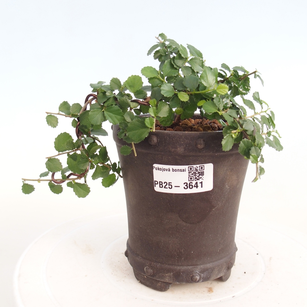 Room bonsai - Grewia sp. - Grewia malafolia