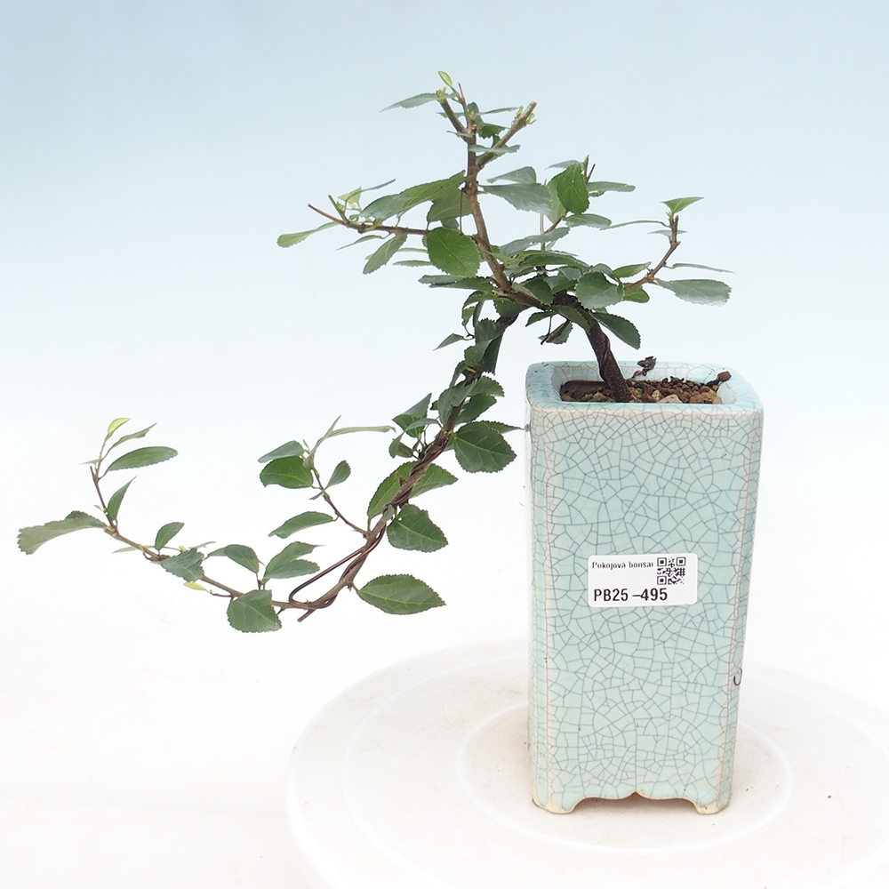 Indoor bonsai - Grewia occidentalis - Lavender star