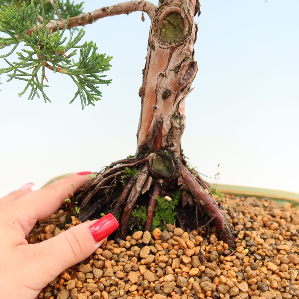 Outdoor bonsai - Juniperus chinensis Kishu
