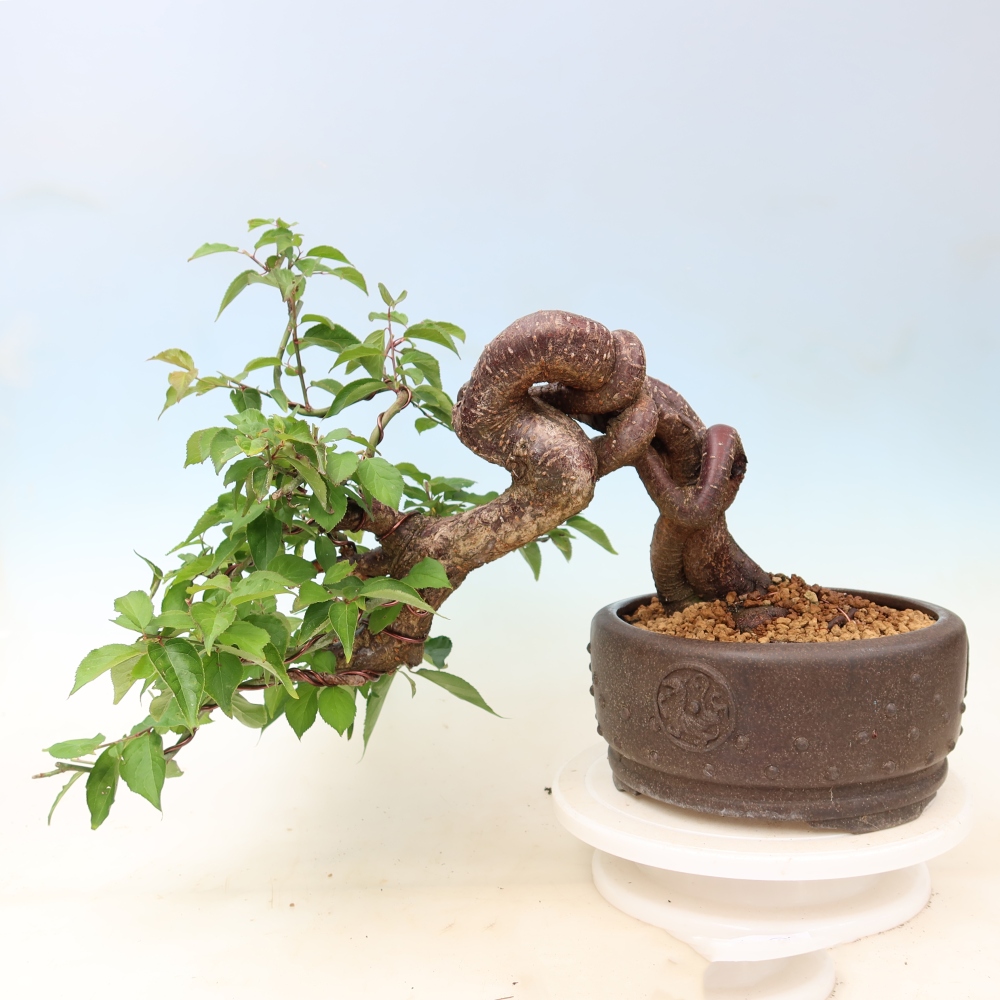 Outdoor Bonsai - Japanese Apricot - Prunus Mume