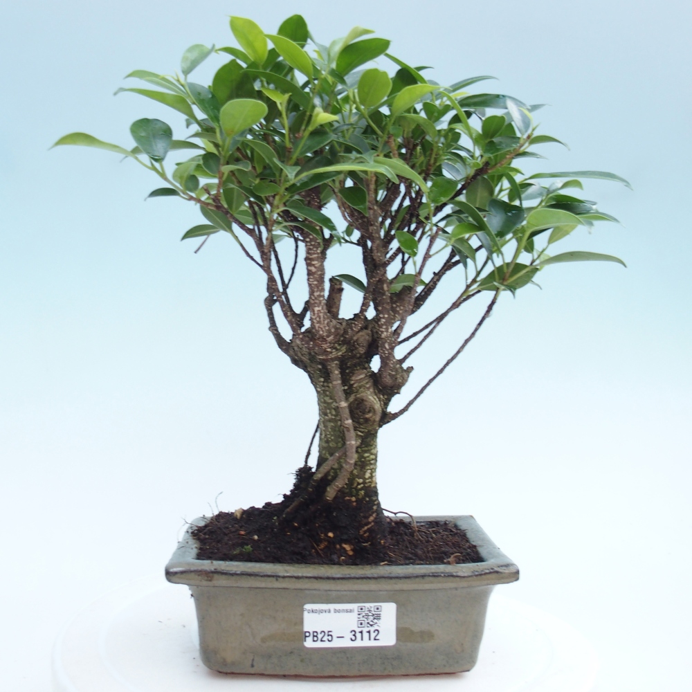 Indoor bonsai - Ficus retusa - small-leaved ficus