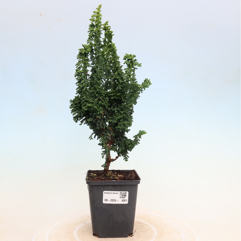 Outdoor bonsai - Cham. obtusa SEKKA HINOKI - Cypress