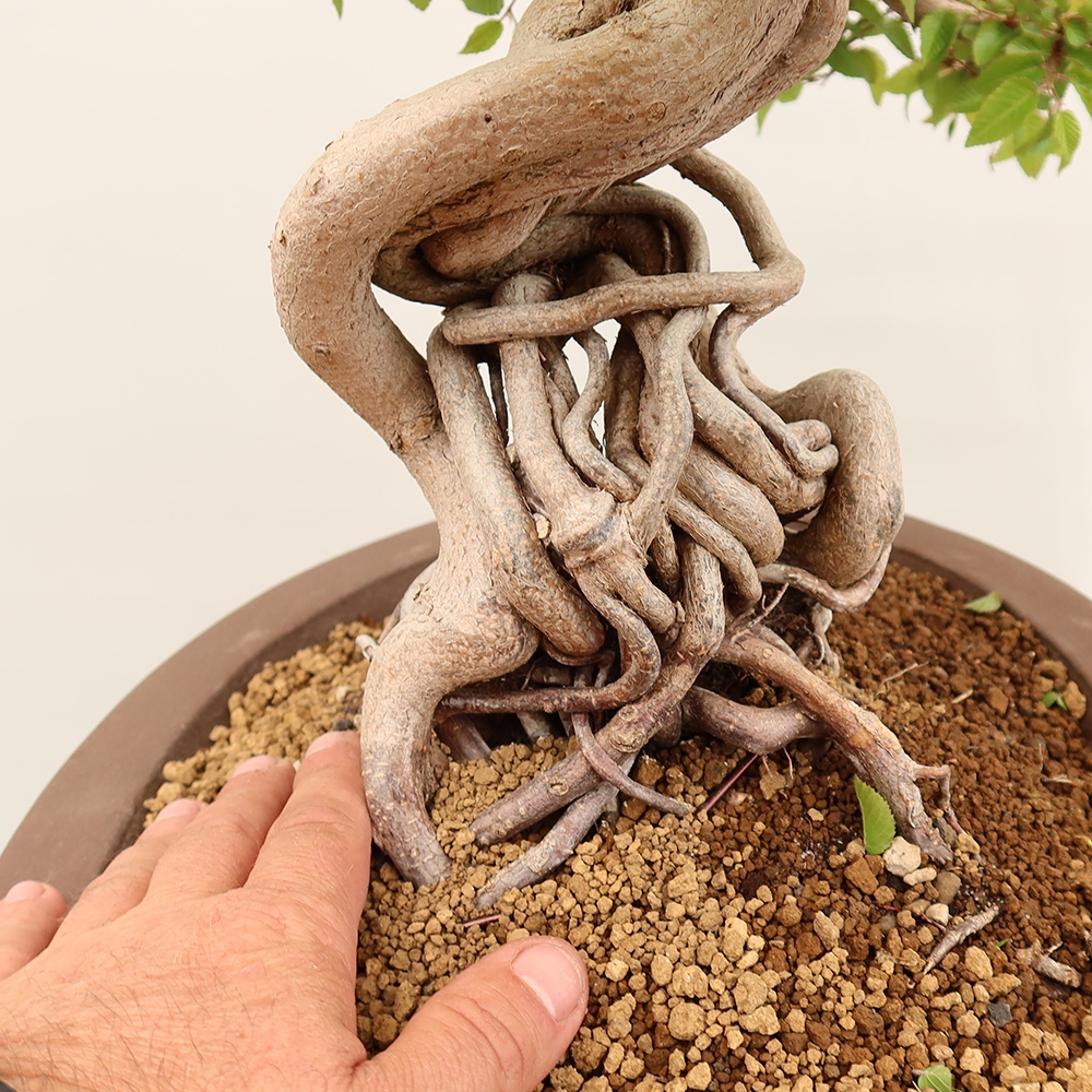 Outdoor bonsai - Carpinus Coreana - Korean hornbeam