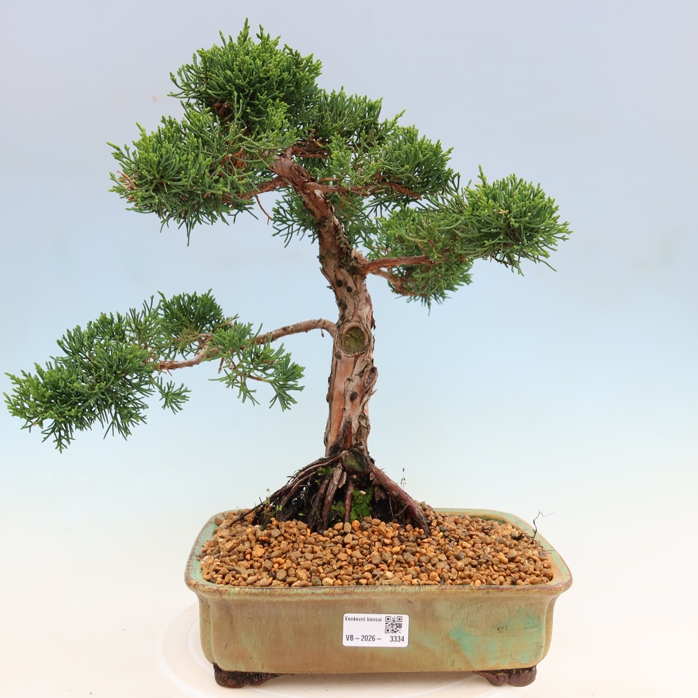Outdoor bonsai - Juniperus chinensis Kishu
