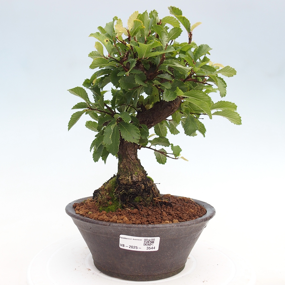 Outdoor bonsai - Zelkova - Zelkova NIRE