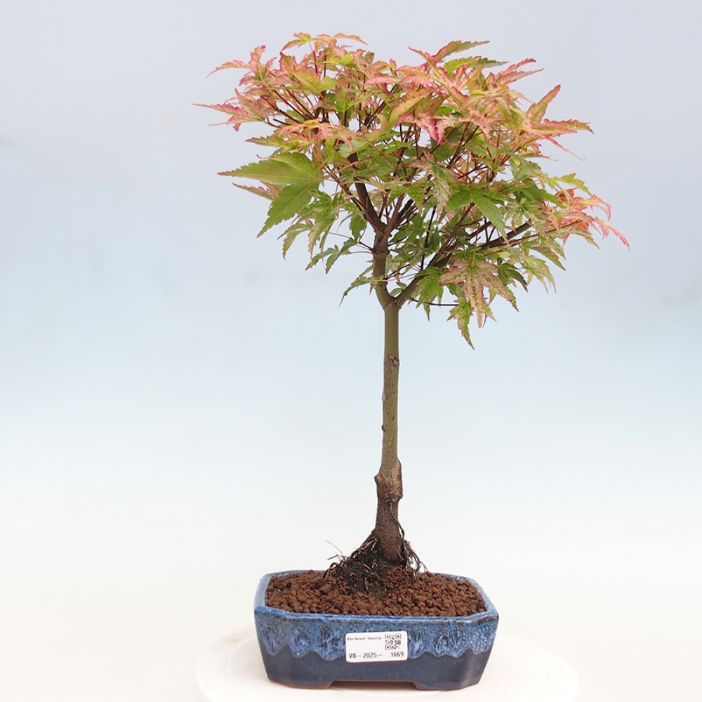 Maple - Acer palmatum Beni Tsukasa