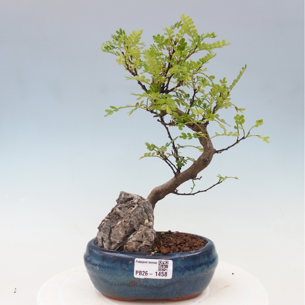 Room bonsai - Zantoxylum piperitum - pepper tree