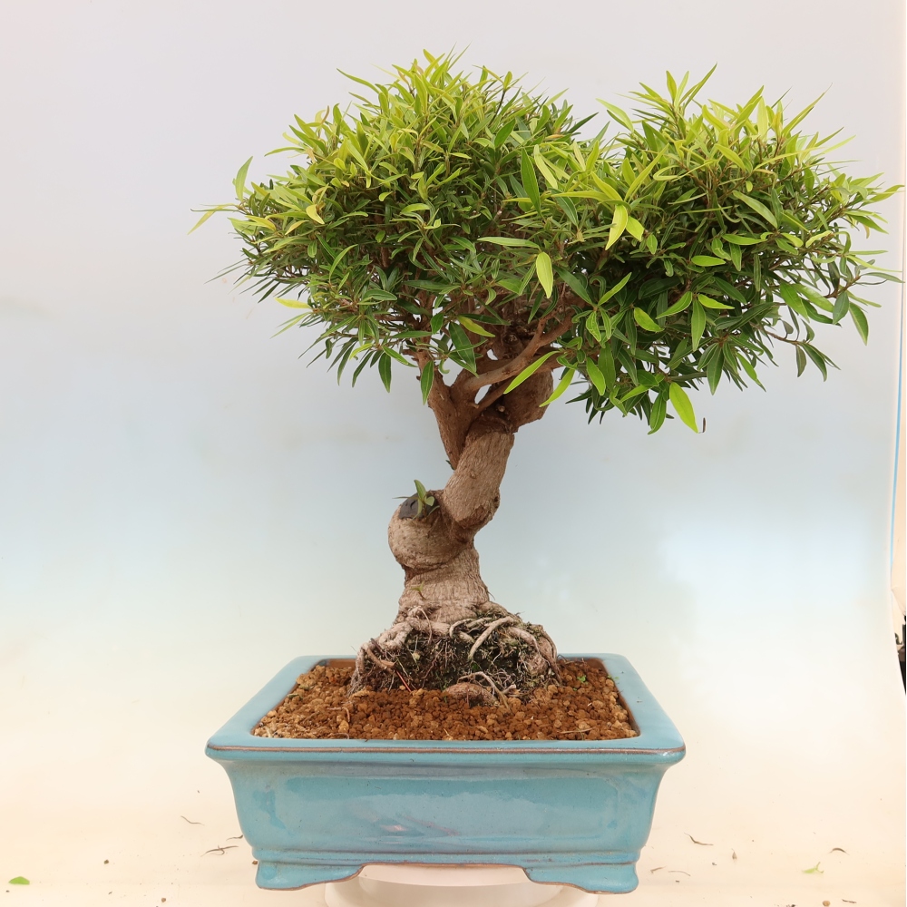Room bonsai - Ficus nerifolia - small-leaved ficus
