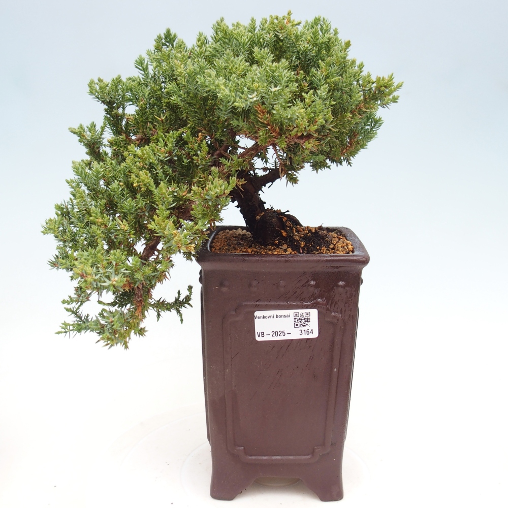 Outdoor bonsai - Juniperus procumbens - Prostrate Juniper