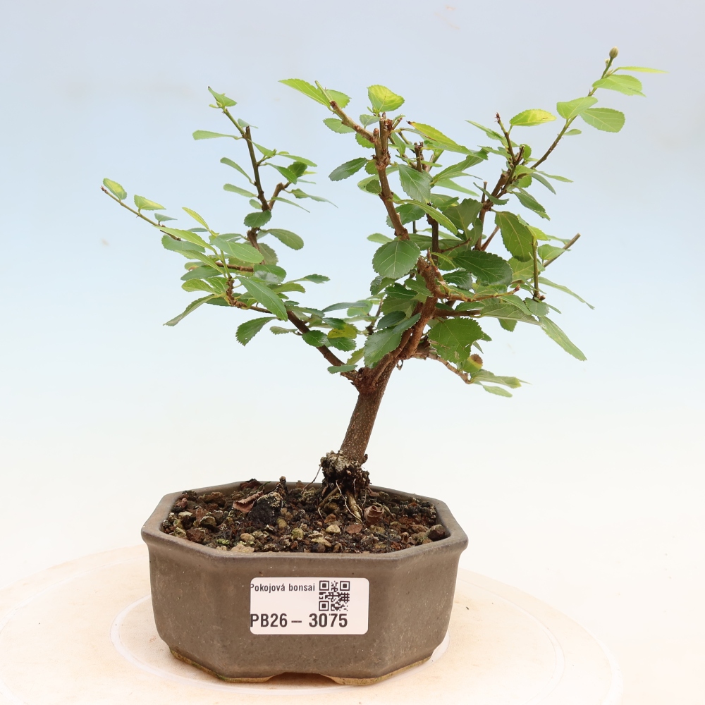 Indoor Bonsai—Grewia occidentalis—Lavender Starflower