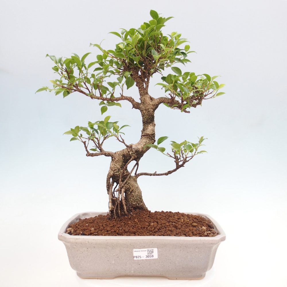 Indoor bonsai - Ficus kimmen - small-leaved ficus