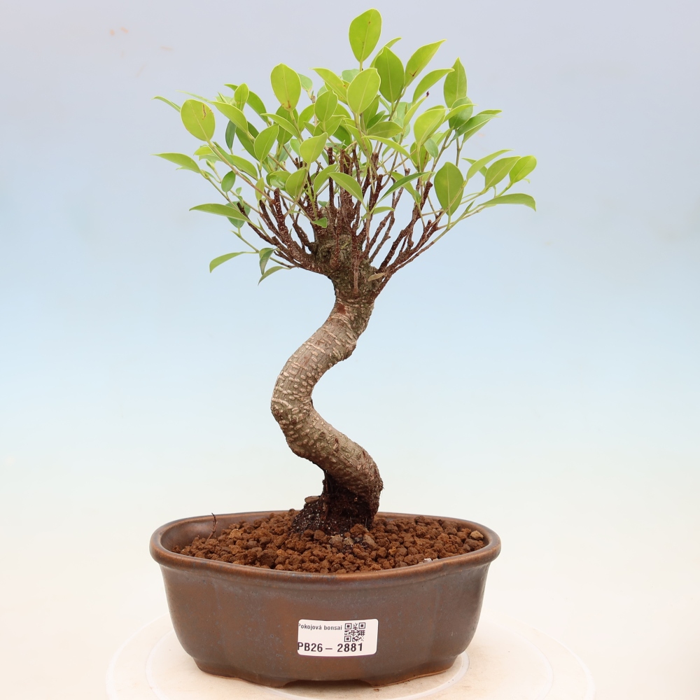 Room bonsai - Ficus kimmen - small-leaved ficus