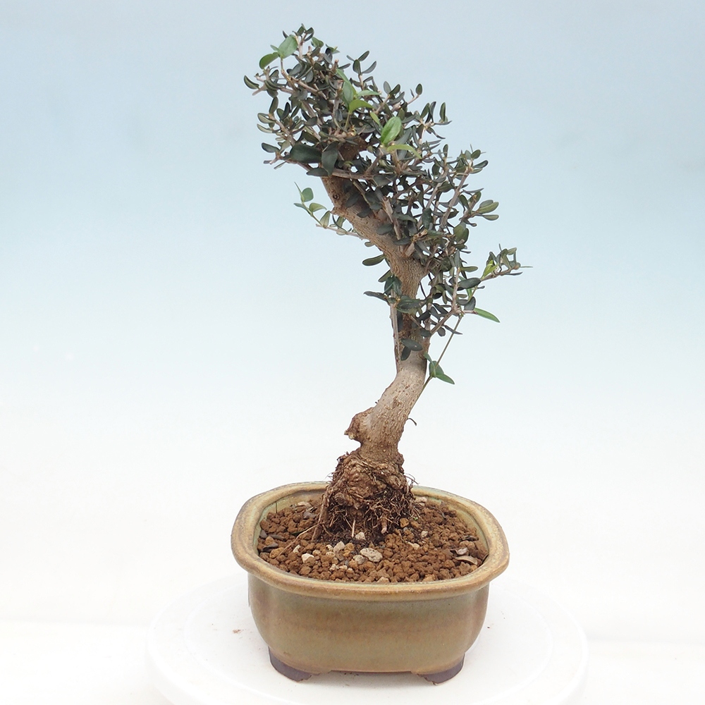 Indoor bonsai - Olea europaea sylvestris