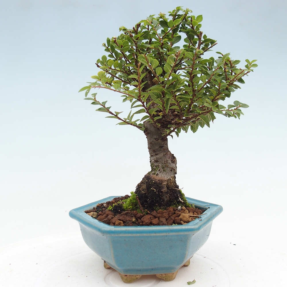 Outdoor bonsai - Ulmus parvifolia Hokkaido - Chinese elm