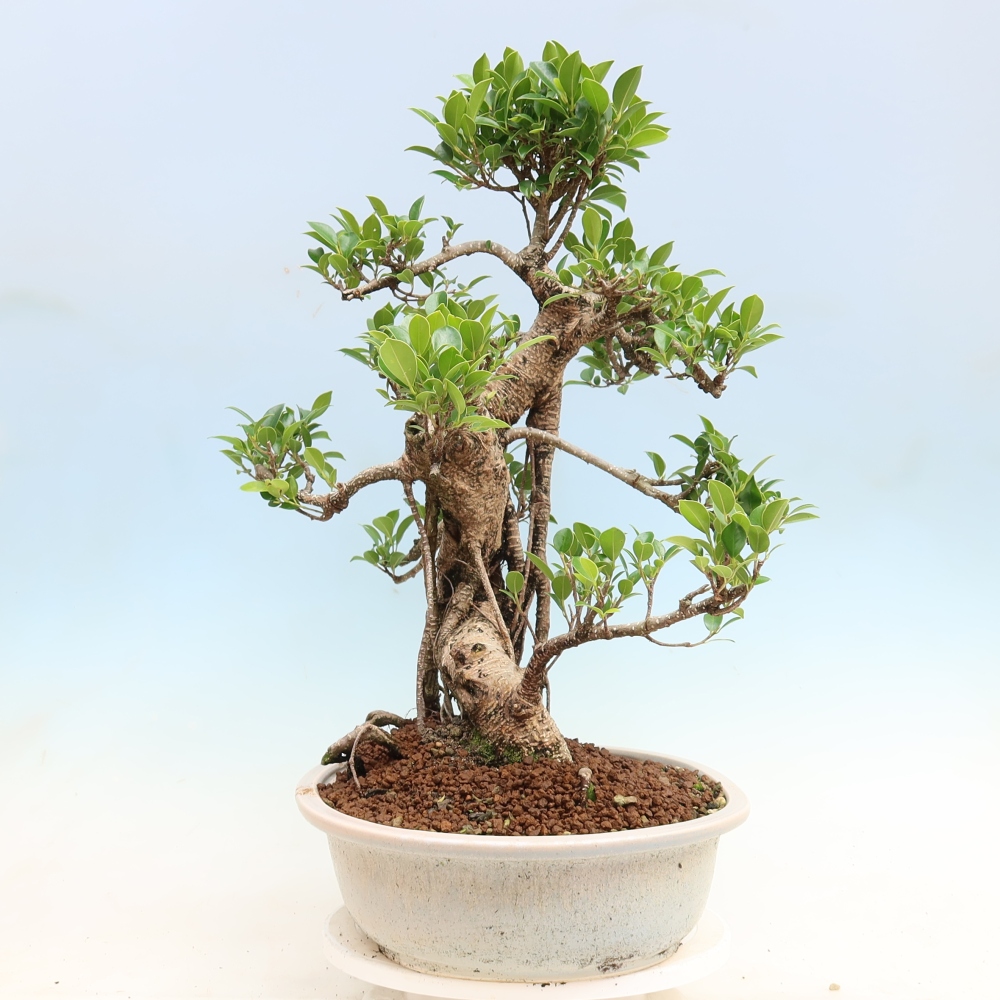 Room bonsai - Ficus kimmen - small-leaved ficus