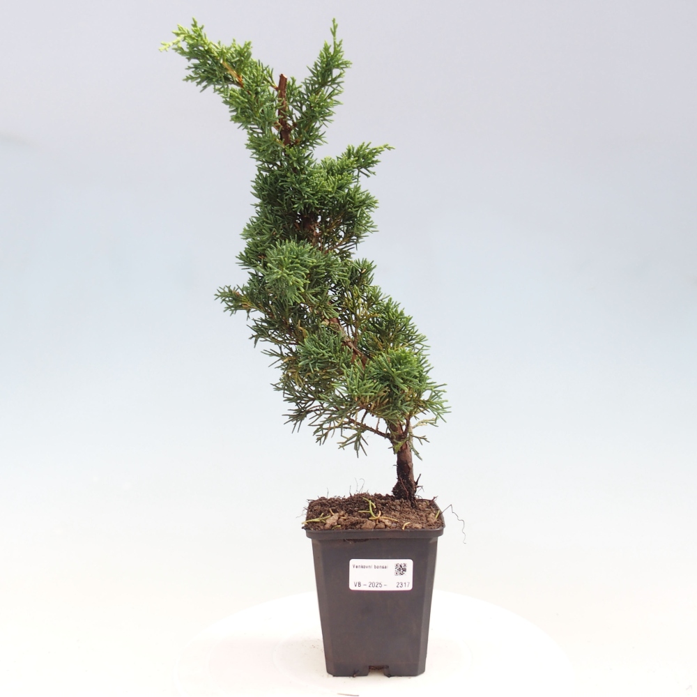 Outdoor bonsai - Juniperus chinensis Kishu - Chinese juniper