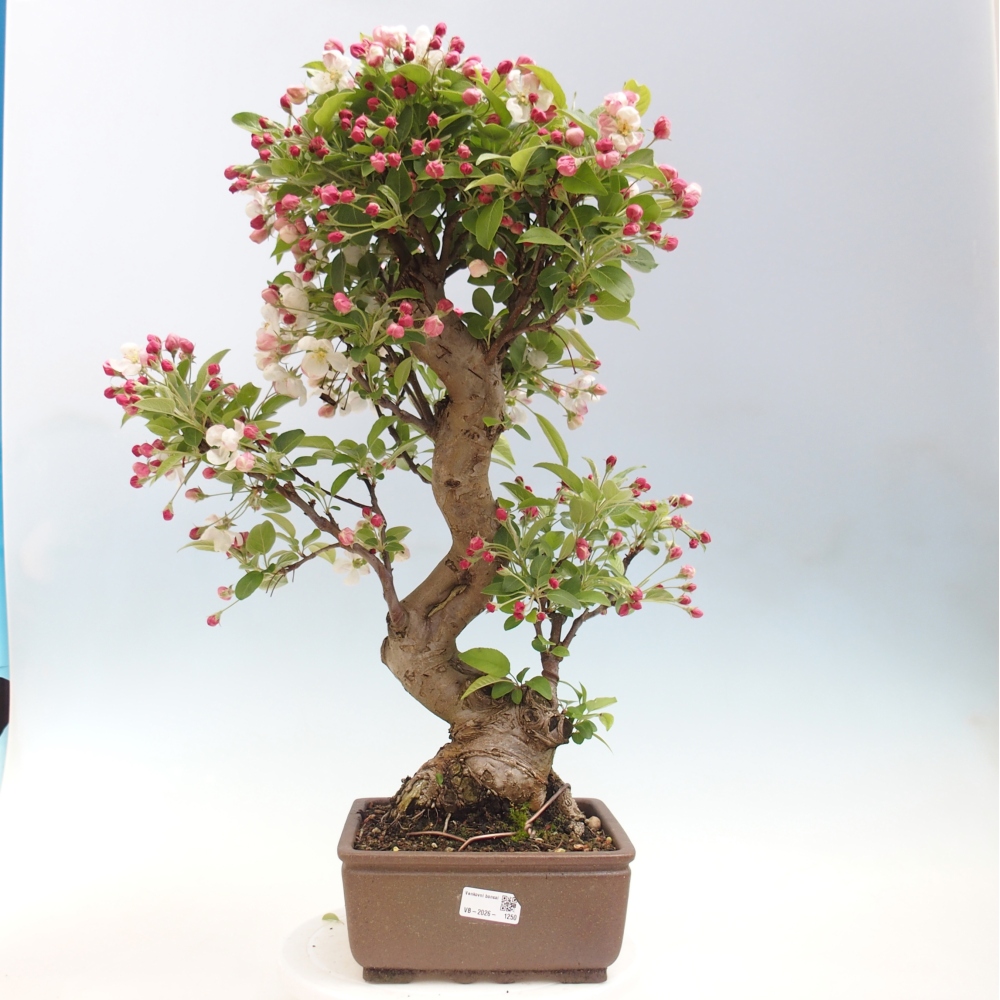 Outdoor bonsai -Malus halliana - Small-fruited apple tree