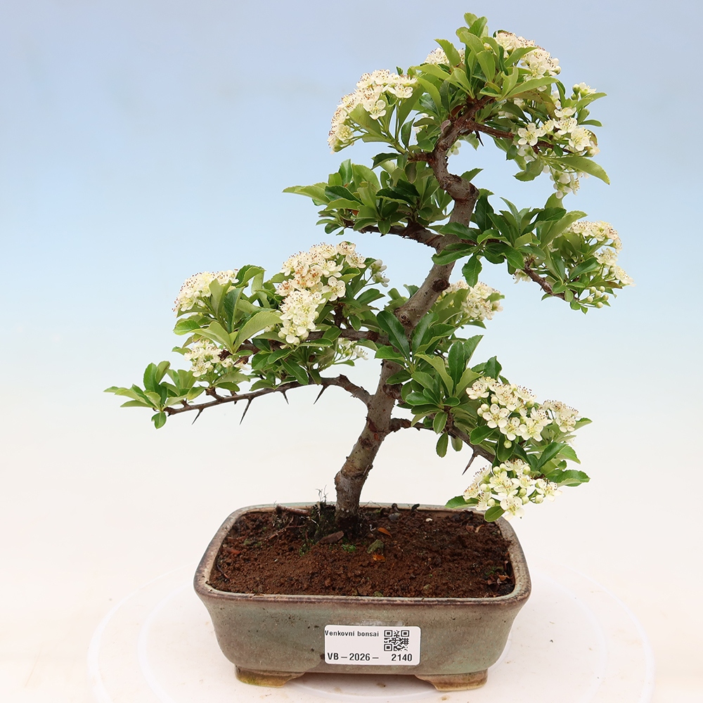 Outdoor Bonsai - Pyracantha teton - Scarlet Firethorn