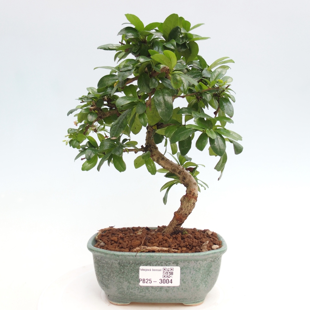 Indoor bonsai - Carmona macrophylla - Fuki tea