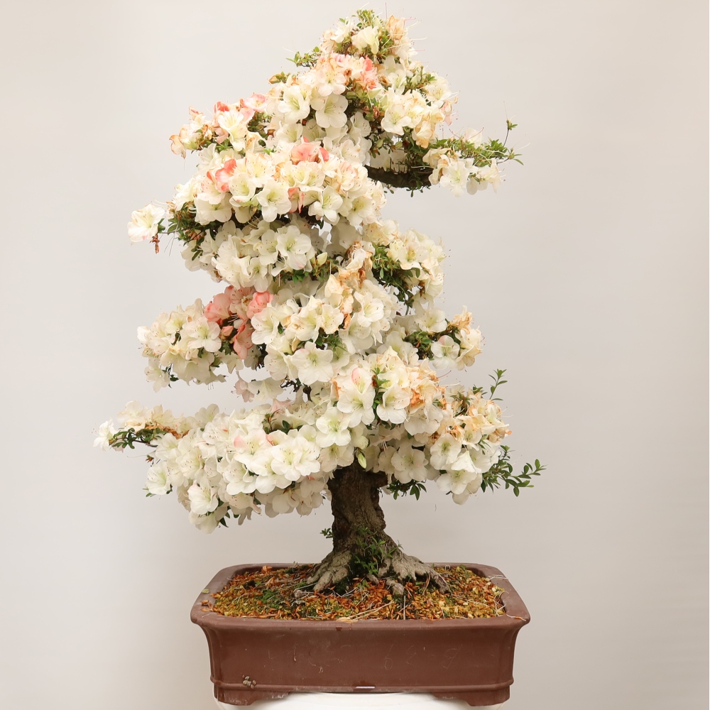 Outdoor bonsai - Japanese Azalea - Azalea Tochizumi