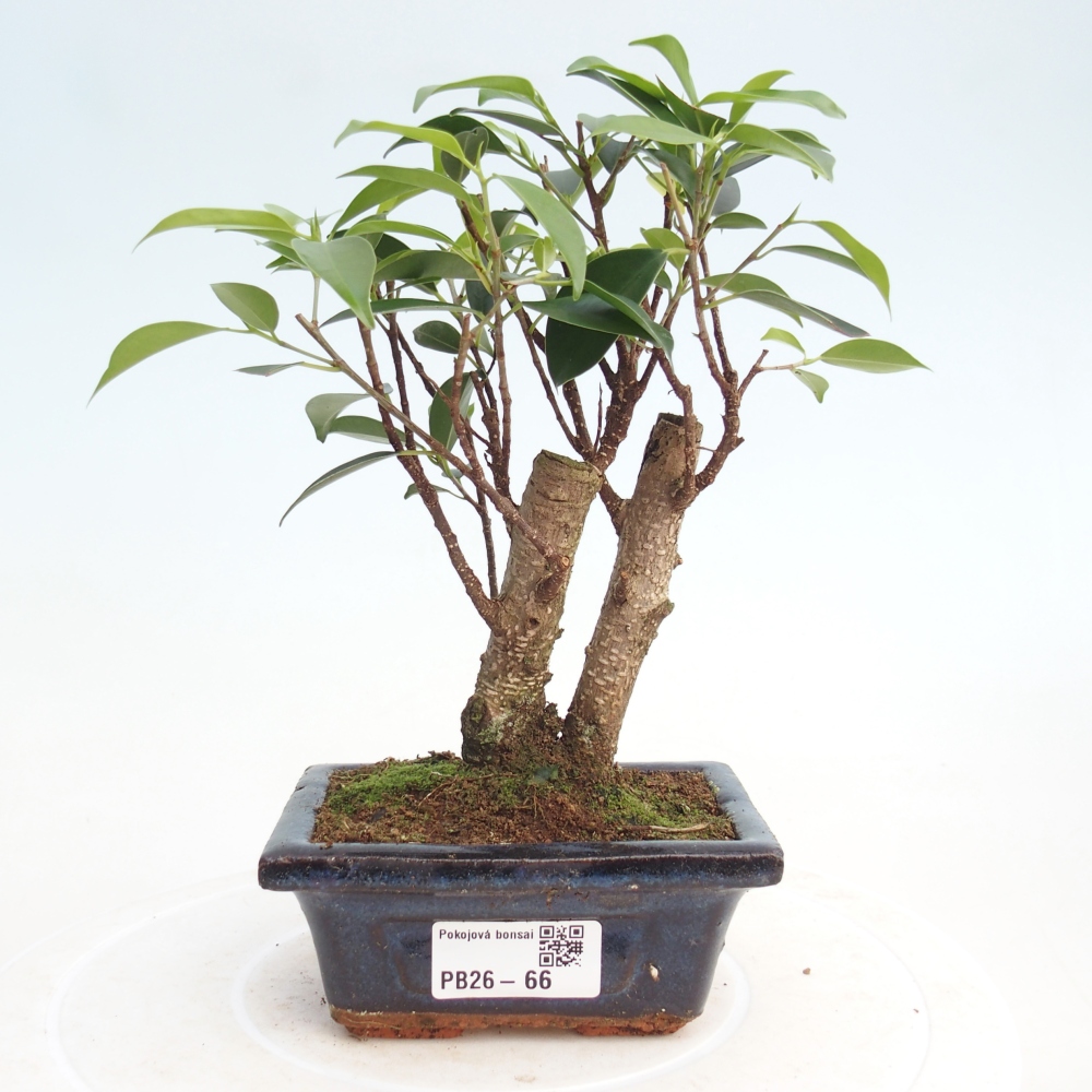 Room bonsai Ficus retusa kimmen