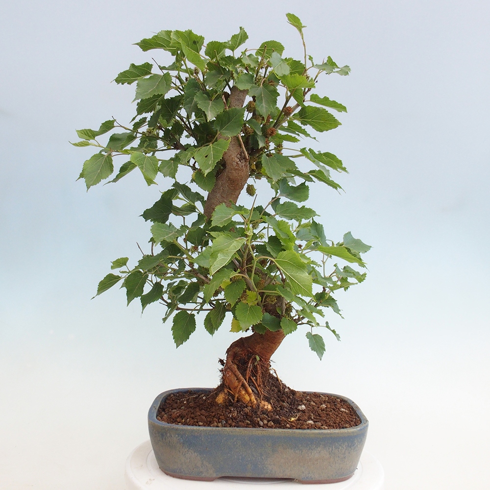 Outdoor bonsai - Morus alba - mulberry