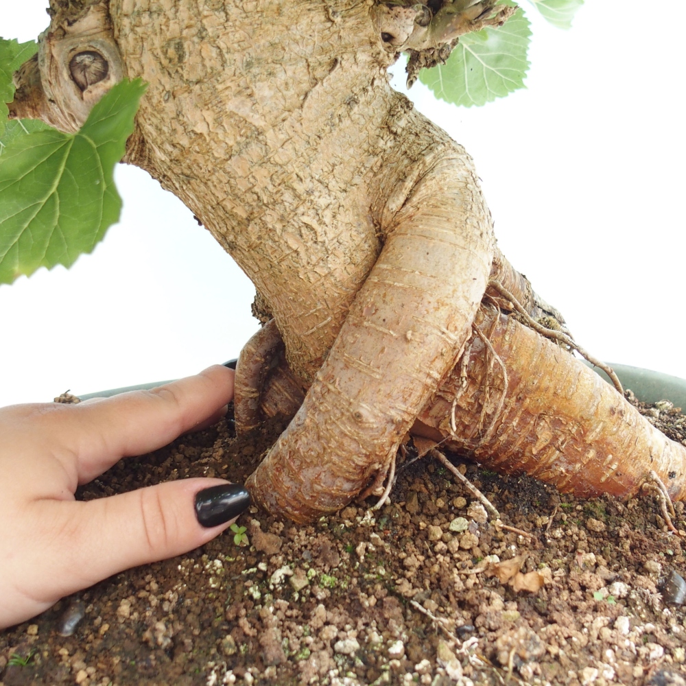 Outdoor bonsai - Morus alba - mulberry