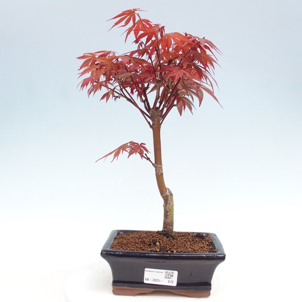 Outdoor bonsai - Acer palm. Atropurpureum-Palmleaf Maple