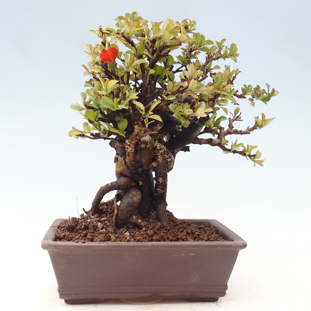 Outdoor bonsai - Chaneomeles speciosa - Quince