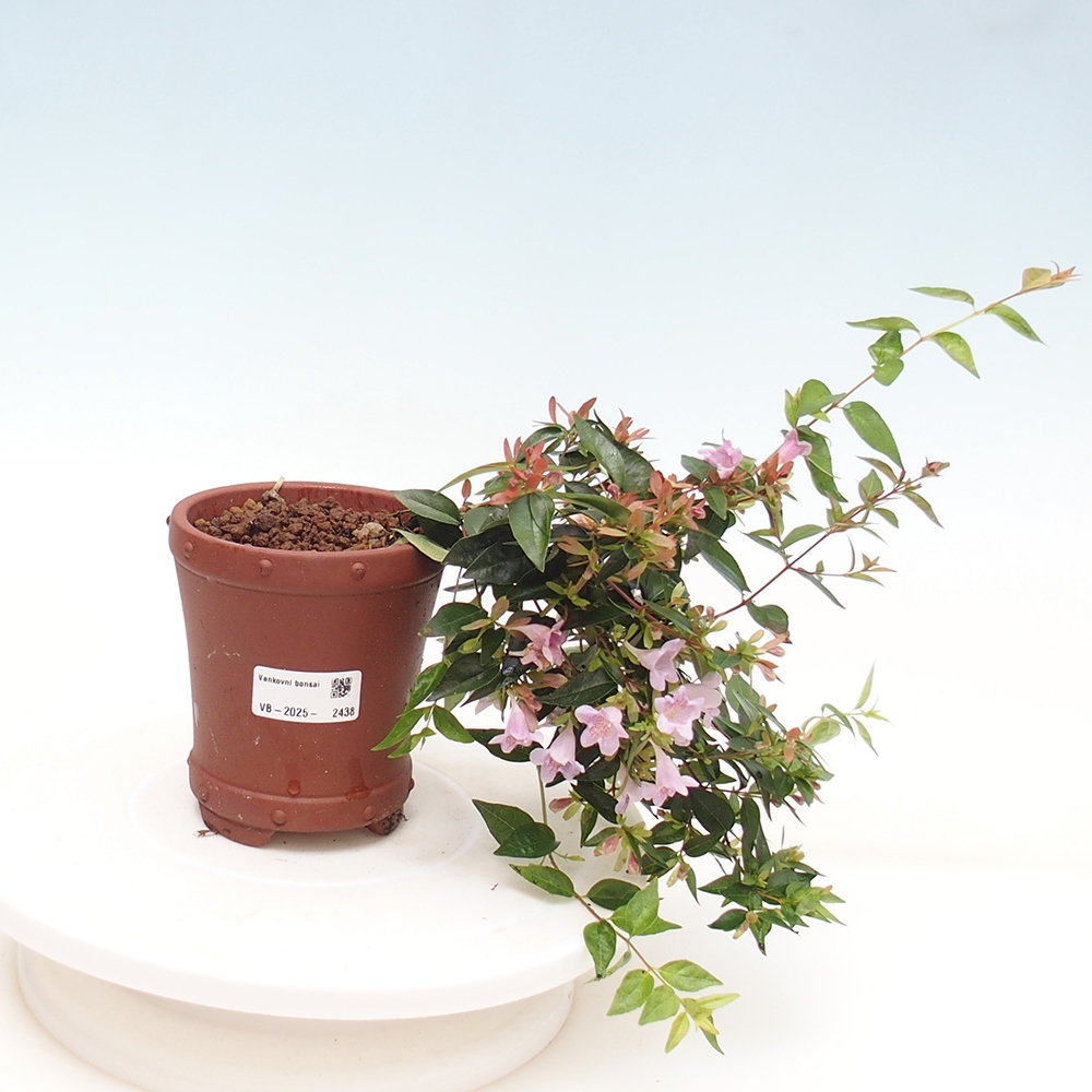 Outdoor bonsai - Abelia Grandiflora - Abelia grandiflora