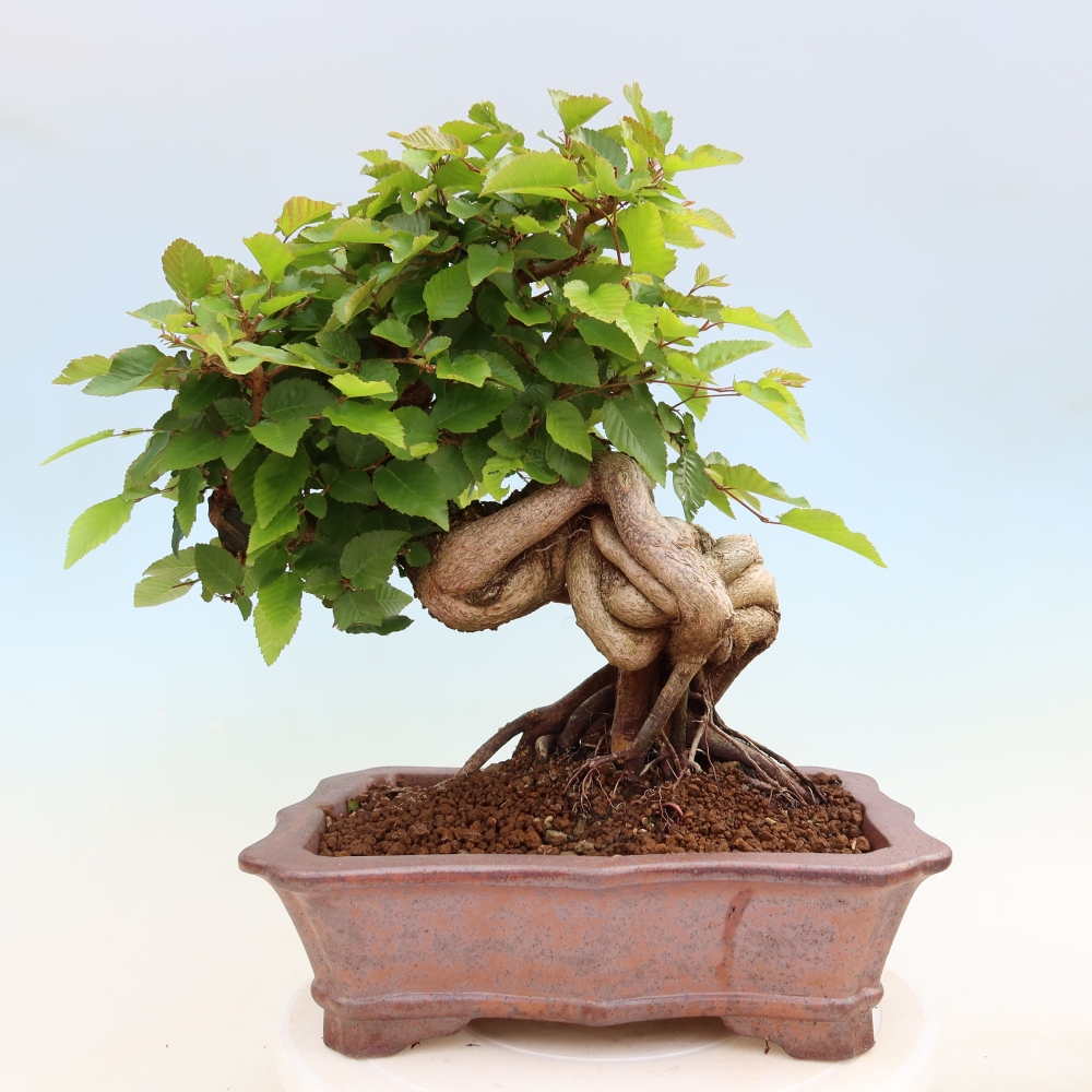 Outdoor bonsai -Carpinus coreana - Korean Hornbeam