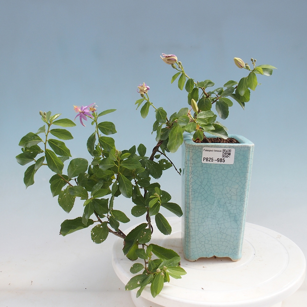 Indoor bonsai - Grewia occidentalis - Lavender star