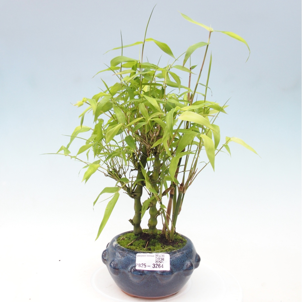 Room bonsai - Bamboo budha-Bamboo budha belly